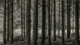 In the woods