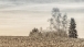 Birches and companions