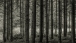 In the woods