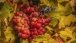 Red grapes