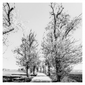 Baumallee - Parkway