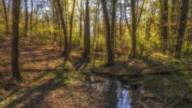 Märchenwald - Enchanted forest