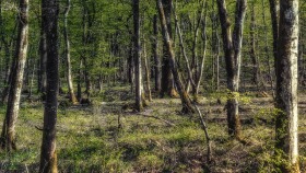 Der Wald im April - The forest in April