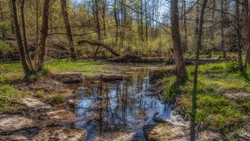 Puddle in the forest