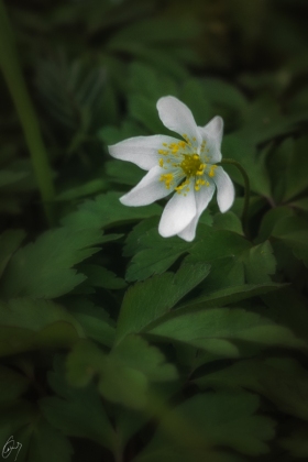 Buschwindröschen - Wood Anemone
