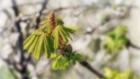 Kastanienbaum in der Blüte - Chestnut tree in bloom