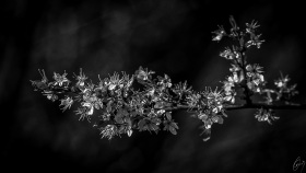 Silberfrühling - Silver Spring