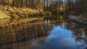 Weiher im Wald - Pond in forest