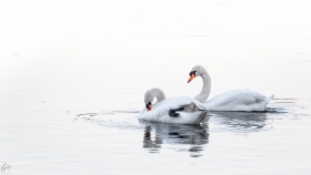 Schwanenpaar - Swan Pair