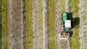 Arbeiten im Weinberg - Works in the Vineyard