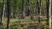 Der Wald im April - The forest in April