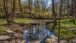 Tümpel im Wald - Puddle in the forest