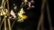 Schmetterling - Butterfly