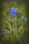 Traubenhyazinthen - Grape Hyacinth