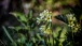 Schlüsselblumen - Cowslips