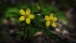 Hahnenfuss - Buttercup