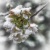 Schnee auf Kirschblüten - Snow on Cherry Blossoms