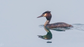 Haubentaucher