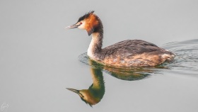 Haubentaucher