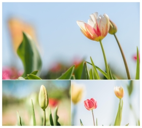 Collage of Tulips