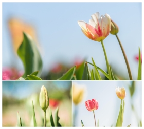 Tulpencollage