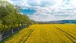 Strasse und Rapsfeld