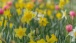 Frühlingsfarben