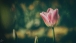 Tulpe im Vintage look