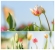 Tulpencollage