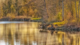 Weiher im Wald
