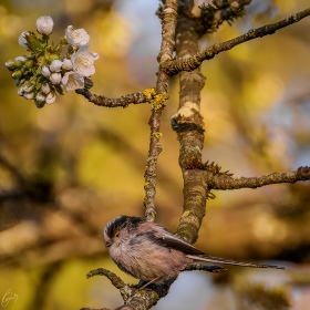 Long tailed Tit in Cherry Tree