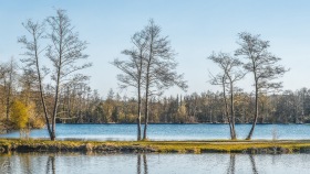 Baumreihe