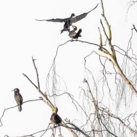 Cormorants among themselves