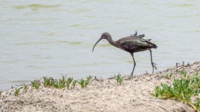 Ibis