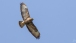 Mäusebussard