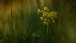 Schlüsslblumen