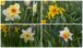 Eine Collage von Osterblumen