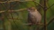 Ein Spatz