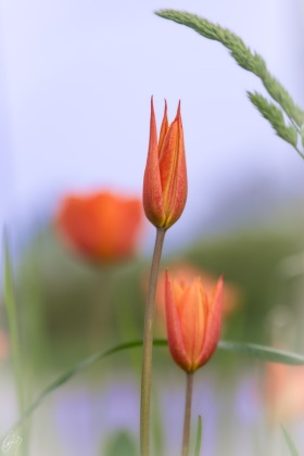Tulpen