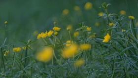 Frühling in einer Wiese