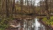 Im Wald bei Greiweldingen