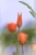 Tulpen