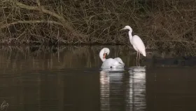 Koexistenz auf der Mosel
