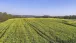 Rapsfeld