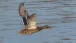 Eine Stockente im Flug