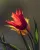 Tulpen