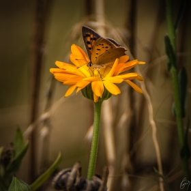 Schmetterling - Butterfly