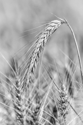 Gerste - Barley