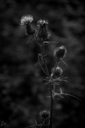 Thistle