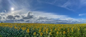 Sonnenblumenfeld - Field with Sunflowers
